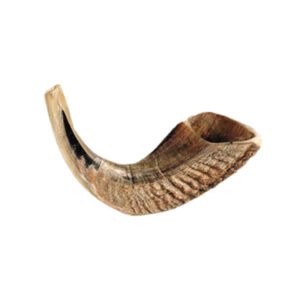 Shofar Natural de Carnero (pequeño)