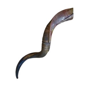 Shofar Yemenita Natural (grande)